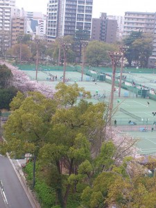 うつぼテニスと桜・・・緑の木がジャマ（＞＜）