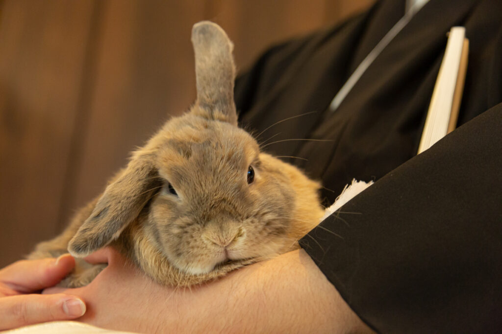 フォトウェディング撮影中　休憩中のペットのうさぎ
