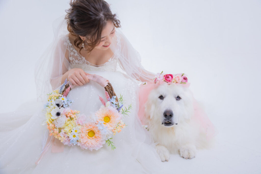 ウェディング撮影　スタジオ撮影でドレスの女性と犬