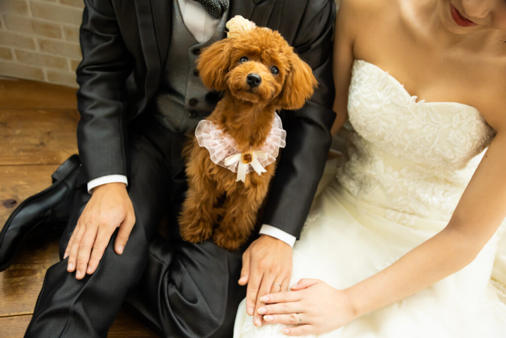 フォトウェディング撮影 新郎新婦とペットの犬