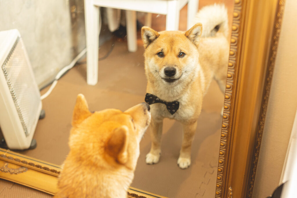 ウェディング撮影 待機中のペットの犬