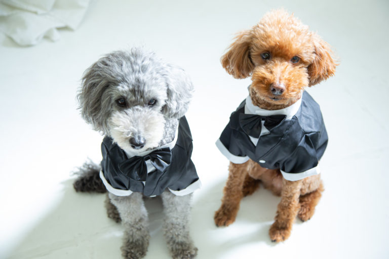 フォトウェディング撮影で衣装を着ているペットの犬