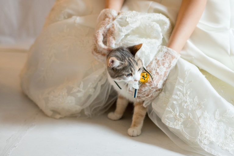 フォトウェディングさ撮影中　ドレスに潜り込む猫