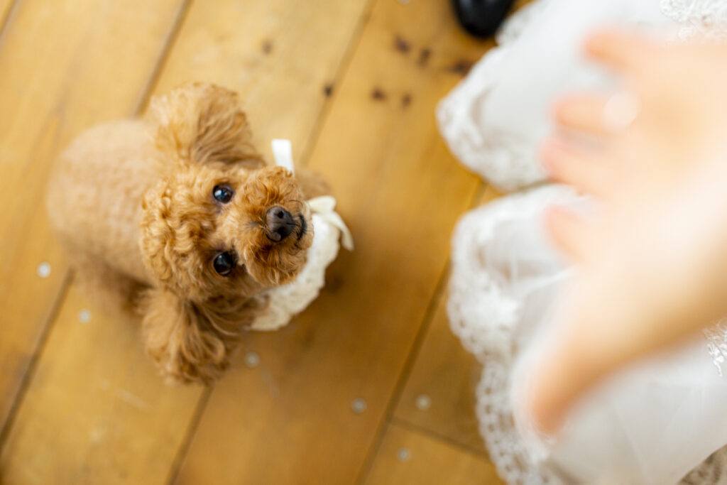 フォトウェディング撮影中のペットの犬