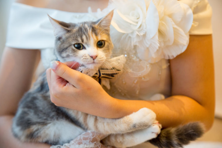フォトウェディング撮影 ドレスの花嫁とペットの猫